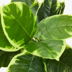 Casa Viva Planta artificial en maceta Ficus 145cm New