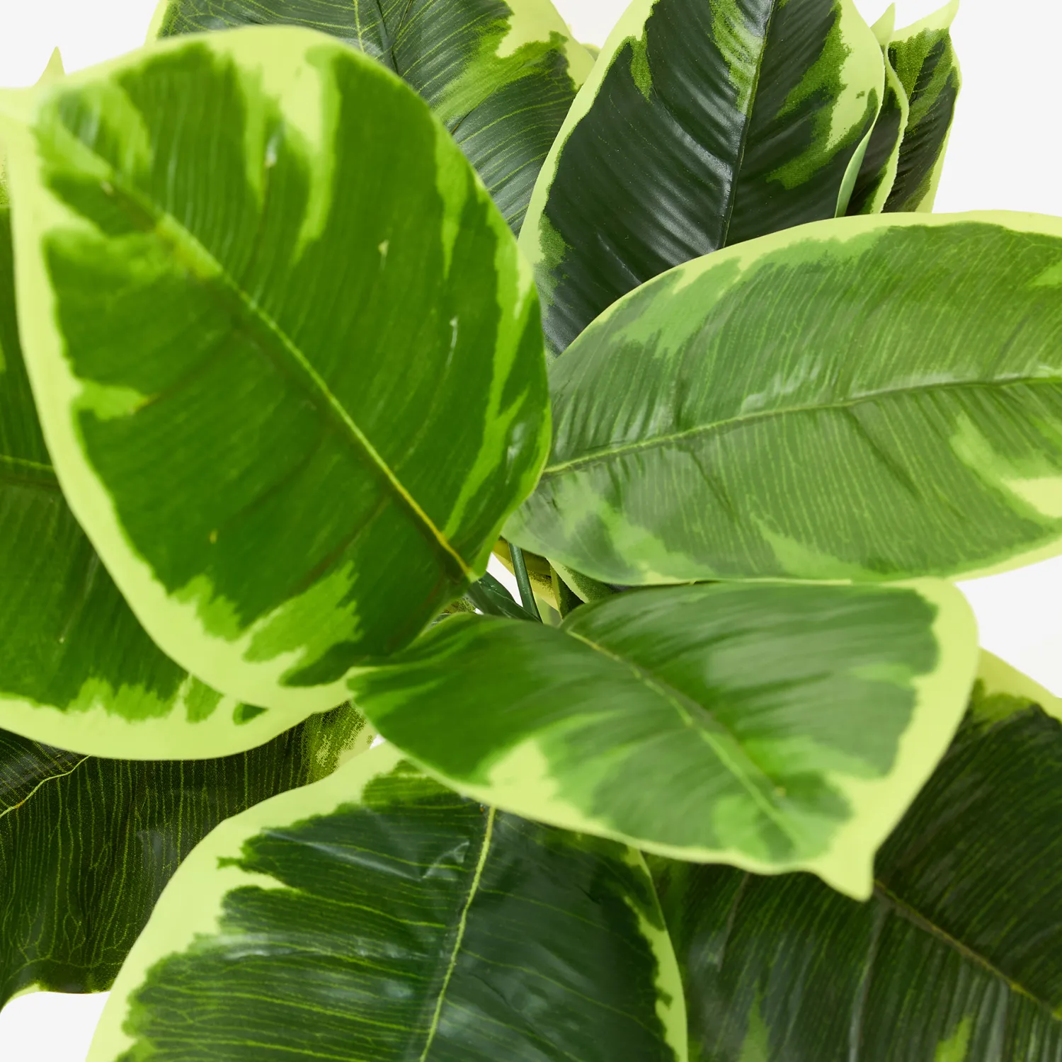 Casa Viva Planta artificial en maceta Ficus 145cm New